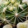 Discocactus _zehntneri _ssp.boomianus GC529.01_ 03